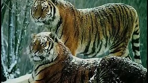 Russian Siberian Tiger - the Biggest and Strongest Cat in the world. Weight up to 500kg!