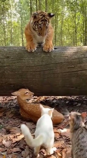 Cats Stand Together to Protect the Injured A Heartwarming Rescue #Cats #AnimalRescue #CutePets