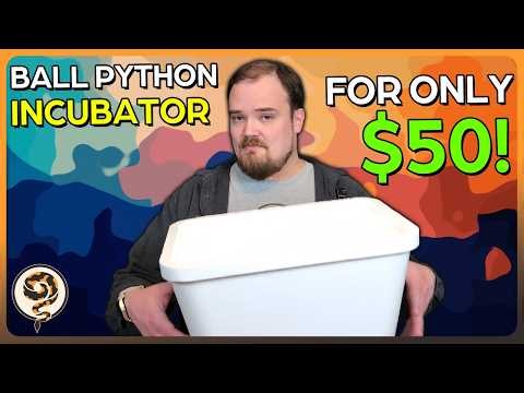 Building a Ball Python Incubator for only $50! - And Fast!