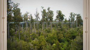 Types of Forests in the World: Unveiling the Worlds Diverse Forests