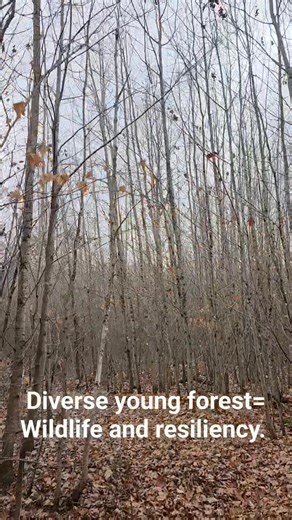 The leaves are off most trees now. This young aspen is mixed with oak and sugar maple. A diverse mix of tree species and age classes allows the forest to be more resilient to changes like insect outbreak, disease and weather issues. | Canopy Keepers