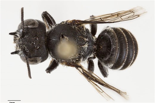 ‘Lucifer’ bee with devil-like horns discovered in Australia
