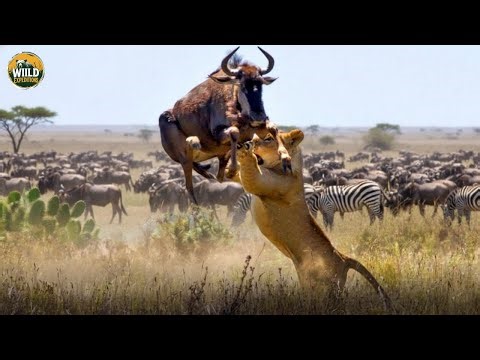 Nature's Most BRUTAL Kingdom Where Only the Adapted Survive