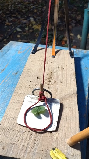 Simple Creative on Instagram: "Unique Homemade Trap Using a Saw Blade. Trap in the Forest #outdoors #bushcraft #survival #fblifestyle"