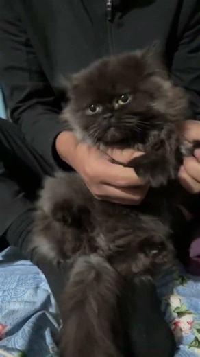 Daoing mickey mouse dance#persiancat #cat #mickeymousehouse