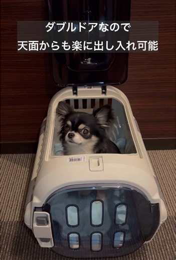 リッチェルのペットキャリー動画｜愛犬ムムモデル