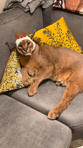 Pumba the red-nosed reindeer?!🎅 | Pumba Caracal