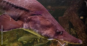 Huso dauricus, kaluga, of the order Acipenseridae, close-up swims underwater, in an fish tank, behind glass with other fish.