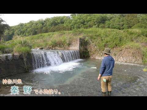 丹沢山麓から流れてくる綺麗な水にはどんな魚が？ 神奈川県 秦野で小物釣り。