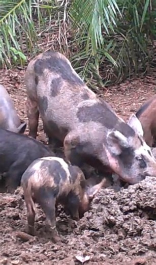 Na procura do alimento #java | Amigo do Mato