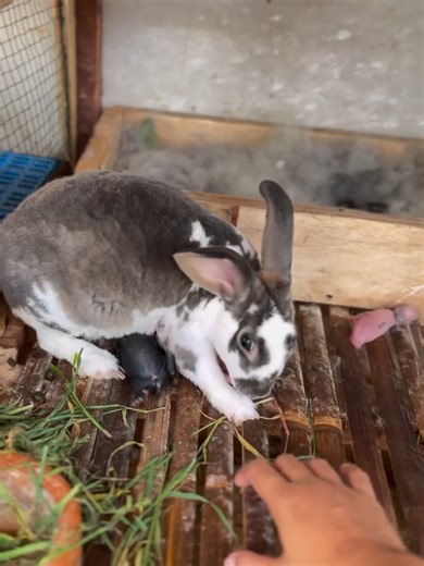 New Healthy & Active Baby Rabbit