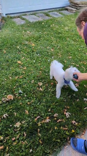 Howie is absolutely Shorty's little boy | Shorty's Homestead
