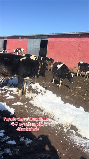 Gebe Düve ve Hayvancılık Üzerine İpuçları