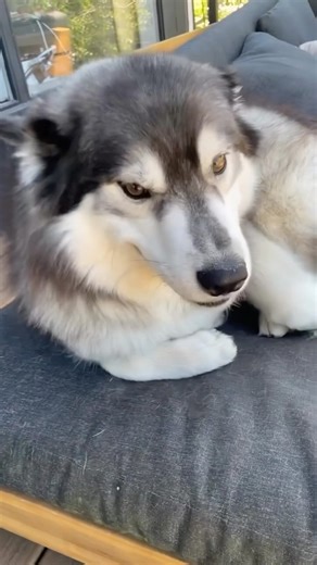 27K views · 556 reactions | Biggie’s Big Adventure: Day 2.  . . ....