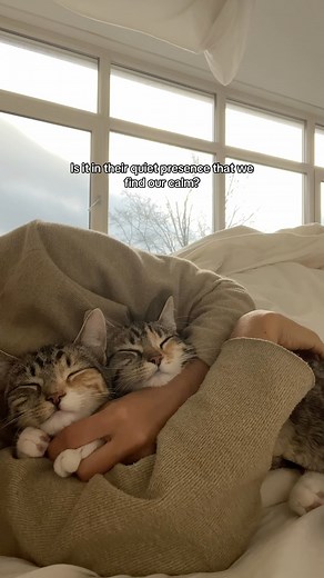 Zina | Lilly & Lucy 🐾 on Instagram: "Does your cat bring you your calm? 💗 #cute #cat #catlover #catsofinstagram #cats_of_world #catlife #catlife #cats #cats_of_instagram #fyp #explore #explorepage #catsoftiktok #kittensoftiktok #foryoupage #purr #asmr #catasmr #purring #viralvideos #cuddle #cuddlebuddy #cuddletime #tabby #tabbycats #kittensofinstagram #therapy #mentalhealth #mentalhealthmatters"