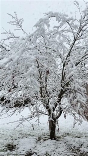 Rare March Snow in Seattle ❄️ | Rain Turns to Slushy Snow Across the Metro