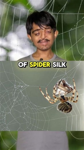 A Single Strand of Spider Silk Is STRONGER Than STEEL?! 😳🕷️ | Nature Facts