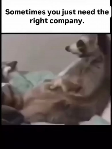 Memes that Keep You Laughing: Always Low Quality