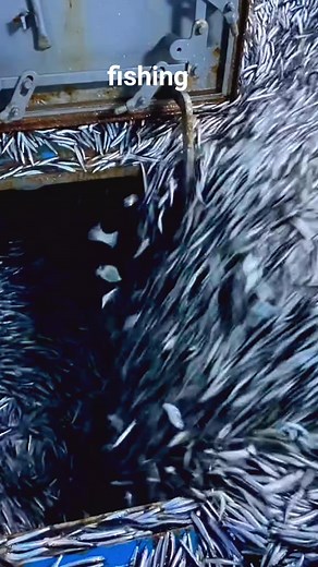 Ultimate Guide to Fishing Techniques for Beginners