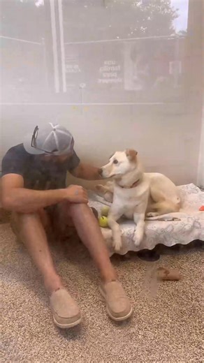 Meet Mika, a 7 year old retriever⧸husky mix Animal Society in Charleston SC. They are currently in an over capacity crisis with their dogs and all adoptions over the age of 1 are free! _fix_000 #dogs #dog | Robert Hill