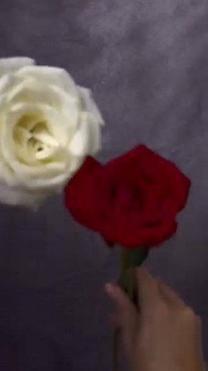 A beautiful roses takes two to bloom🤍 Send one to your other half today — across Canada. #BloomexCanada | Bloomex Canada