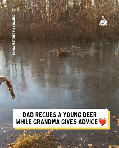 95K views · 483 reactions | That poor deer 梁 | Dad Jokes | Facebook