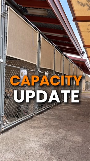 56K views · 966 reactions | Did you know we now have dogs at Heidi's...