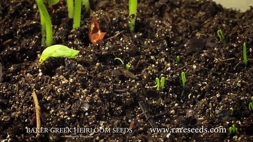 33K views · 409 shares | Another fun time-lapse of Baker Creek Heirloom Seed Company's seeds germinating! More of these HD videos can be found at https://www.youtube.com/channel/UCToFIe32MeC-P8Z4Uptax_w | Baker Creek Seeds | Facebook