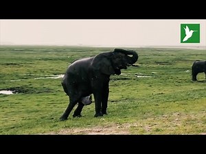 Turistas de safari graban el parto de un elefante