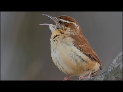 Little Bird, BIG Drama: Carolina Wren Goes All Out!"🌿🐦🎶#natureisfullofwonders