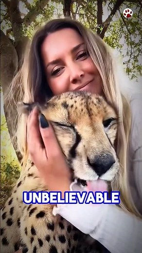 Why Cheetahs Don’t Attack Humans 🐆🤔 #shorts #cheetah #animalfacts