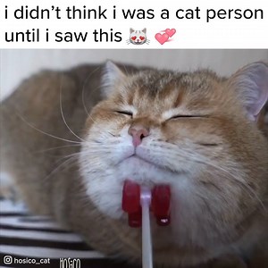 278K views · 2.2K reactions | Thanks to https://www.instagram.com/hosico_cat/ | BuzzFeed | Facebook