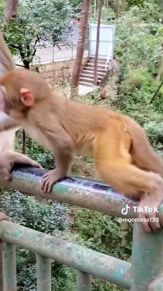 Funny Monkey Videos That Will Make You Laugh