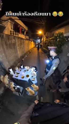 35K views · 1.3K reactions | ไรอ่ะนุด เลาแค่นั่งกินปลาทูกับน้ำแมวสิงเอง #Cat #แมว #แมวน่ารัก #แมวดื้อ #แป๊ะ #แมวเหมียว | The World Is A Prompt | Facebook