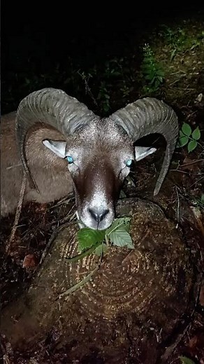 Mouflon #hunting #wildlife #mouflon