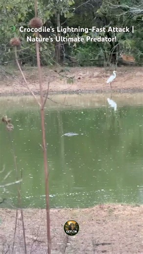 🐊 ONE SECOND TOO LATE! 😱