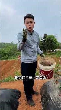 種好健康蔬菜，草木灰是好幫手 #蔬菜種植 #綠色蔬菜 #草木灰的作用 #新三農 #種菜小技巧