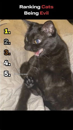 EVIL CATS CAUGHT ON CAMERA 😈