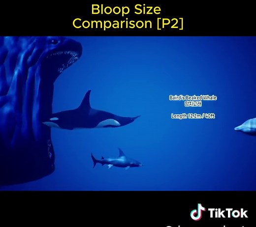 Bloop Size Comparison: The Ultimate Guide to Bloop Sizes