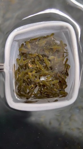 Goldfish Sorting in the Aquarium Industry