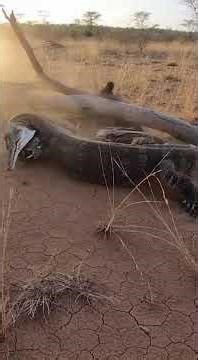 Lizard vs Python — The Most Savage Battle Ever Recorded! #shorts #wildlife #animals #ytshorts #viral