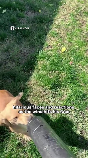 Puppy Reacts to Leaf Blower | Animal Lovers
