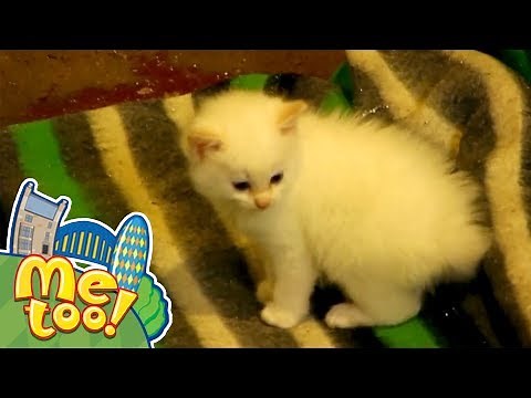 Me Too! - The Pet | Full Episode | TV Show for Kids