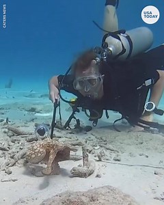 48K views | This "grumpy" octopus did not want his photo taken by divers. | USA TODAY Video | Facebook