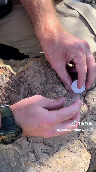 Finding the most camouflaged spider in the desert is no easy task, but I did it 😎 #sandassassin #sandassassinspider #homalonychus #sandspider #sandspiders #spiders #arachnid #arachnids #spider #arachnophobia #arachnophobiacheck #bug #bugs #animal #animals