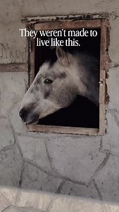 19K views · 1.5K reactions | Horses weren’t made to live alone. Yet,...