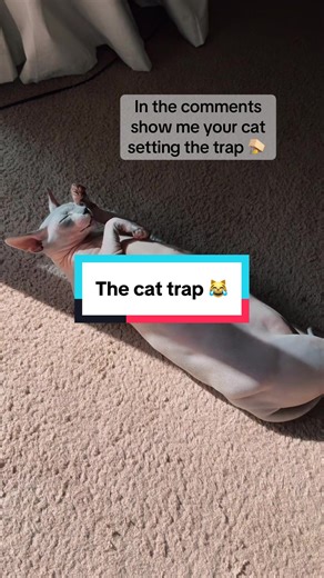 Lillybloom on TikTok