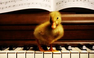 Can Animals Appreciate Music? | Videos