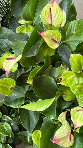 Déballe une commande avec moi 🤍 | Vert Tige