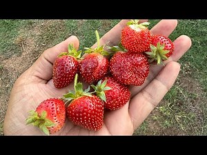 How to Prune Strawberries for a Bigger Harvest | Strawberry Runners Explained